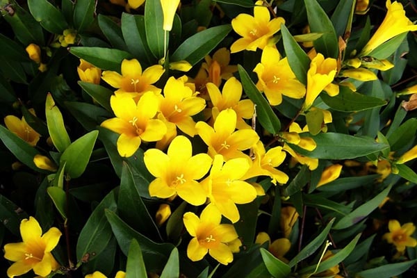 گل یاسمن زرد